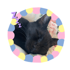 [LINEスタンプ] 黒猫てんちゃん2