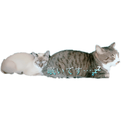 [LINEスタンプ] キジ白＆シャムMIX  うにまろの生活