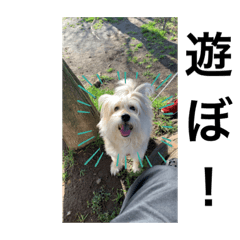 [LINEスタンプ] 犬のクロちゃん