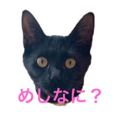 [LINEスタンプ] 黒猫てんちゃん