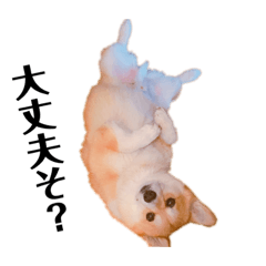 [LINEスタンプ] ゴールデンのココとコーギーのサイガ