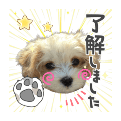 [LINEスタンプ] COCOちゃんとKOTETUくんPARTⅡ