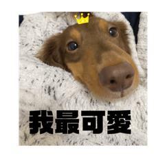 [LINEスタンプ] 台湾親の日本犬ロイくん