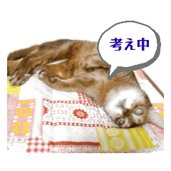 [LINEスタンプ] HOT CAT'S