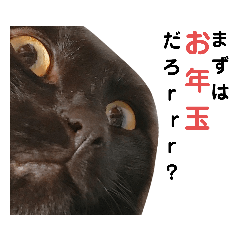 [LINEスタンプ] 猫の顔だけのシュールすぎスタンプ第2弾