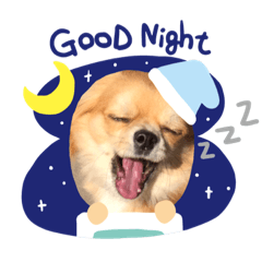[LINEスタンプ] チワワのまめたん