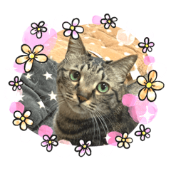 [LINEスタンプ] 2020お正月⭐️つつみん'sニャンズ