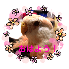 [LINEスタンプ] アキクサインコちゃん