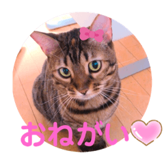 [LINEスタンプ] ベンガル キキちゃんのスタンプ