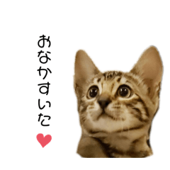 [LINEスタンプ] ベンガル猫のchoco babyちゃん
