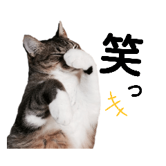 [LINEスタンプ] ねこNeko猫ネコ