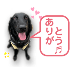 [LINEスタンプ] フラットコーテッドレトリバーBECK 挨拶用