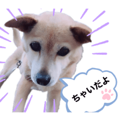 [LINEスタンプ] 愛犬 ちゃい with 愛兎 ぷく