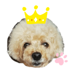 [LINEスタンプ] トイプードル♡毎日使えるスタンプ