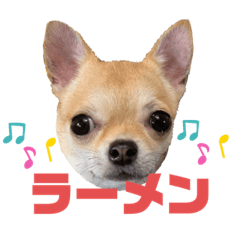 [LINEスタンプ] チワワのまるこ5