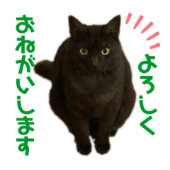 [LINEスタンプ] にゃーちゃん〈黒猫〉