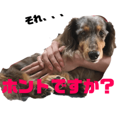 [LINEスタンプ] まーたんことまろんです