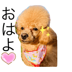 [LINEスタンプ] Camel...♥①