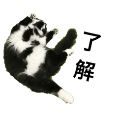 [LINEスタンプ] ゆるゆる靴下にゃんこ