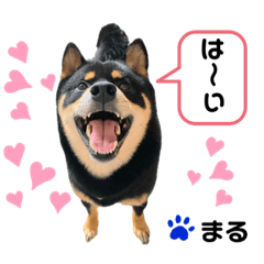 [LINEスタンプ] 黒柴まる君のスタンプ