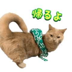 [LINEスタンプ] 青マルの日常