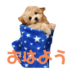 [LINEスタンプ] ぽっけ(244)