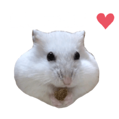 [LINEスタンプ] ハムスターのぽっちゃん2