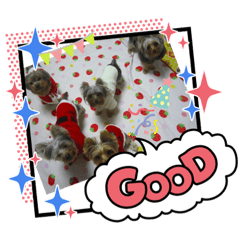 [LINEスタンプ] ヨーキーズ5大好き