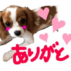 [LINEスタンプ] ダリア200702キャバリア