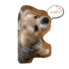 [LINEスタンプ] 犬達の日常生活