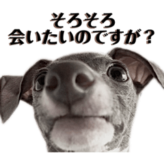 [LINEスタンプ] 「イタグレ」であります。