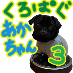 [LINEスタンプ] 黒パグのあかちゃん3