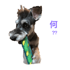 [LINEスタンプ] ミニチュアシュナウザー クゥⅡ