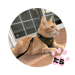 [LINEスタンプ] たらちゃん○