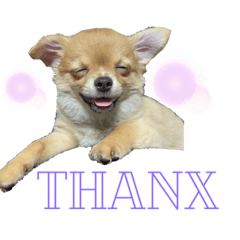 [LINEスタンプ] 愛犬で返事