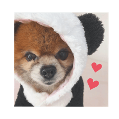 [LINEスタンプ] 【伊東家のわんこ】