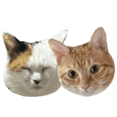 [LINEスタンプ] 三毛＆茶トラ ウチの猫スタンプ①