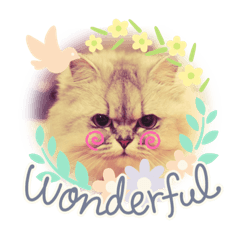 [LINEスタンプ] チンチラ猫のMOMO ＆ RIN