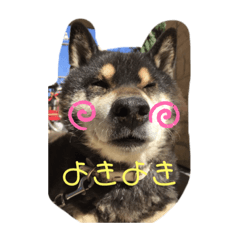 [LINEスタンプ] 黒柴りゅうさん1