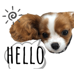 [LINEスタンプ] キャバリア200702