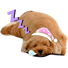 [LINEスタンプ] トイプードルALBUM *