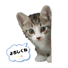 [LINEスタンプ] キジ白＆シャムMIX うにまろbaby