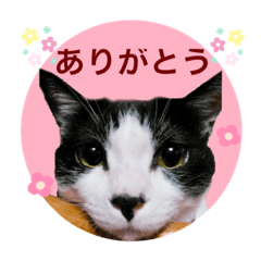 [LINEスタンプ] はちわれニャンコのゆうくん