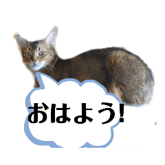[LINEスタンプ] HOT CAT'S2