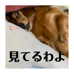 [LINEスタンプ] ノエベー