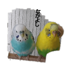 [LINEスタンプ] いんこ夫婦