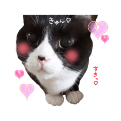 [LINEスタンプ] てぶくろにゃんこシュシュスタンプ