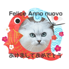 [LINEスタンプ] チンチラ猫のMOMO ＆ RIN ver.2