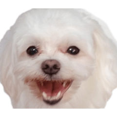 [LINEスタンプ] よく笑うマルチーズ
