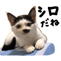 [LINEスタンプ] きょうだい猫のクロ＆シロ